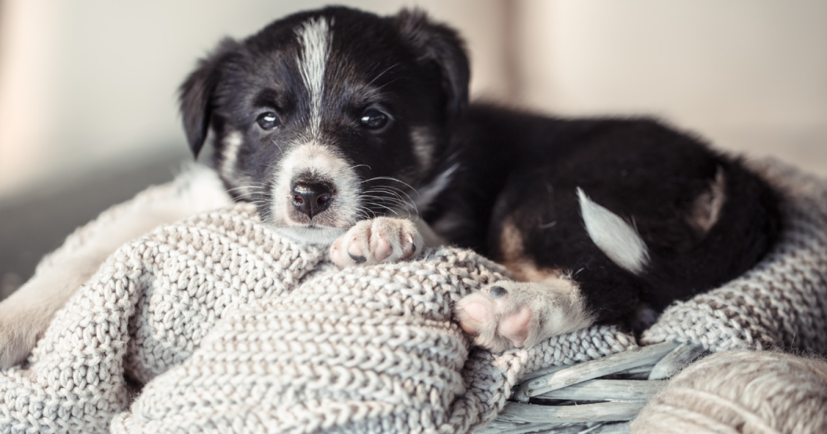 Blog kép kisállat